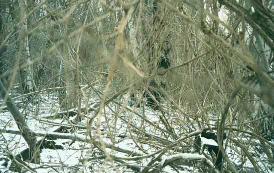 Bild 12 v&ouml;llig zugewachsener Rest eines Formsignal's