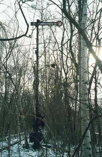 Bild 30 Fl&uuml;gelsignal im Birkenwald